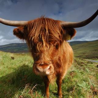 Desktop cow wallpaper