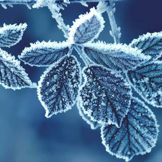 Cold desktop wallpaper