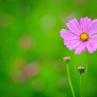 Pink and green desktop wallpaper