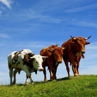 Desktop cow wallpaper