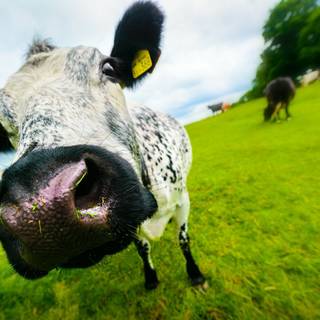 Desktop cow wallpaper