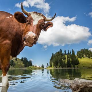 Desktop cow wallpaper