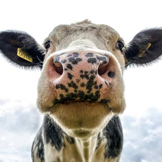 Desktop cow wallpaper