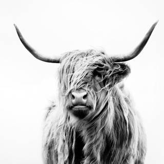 Desktop cow wallpaper