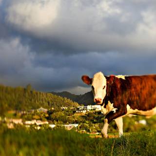 Desktop cow wallpaper