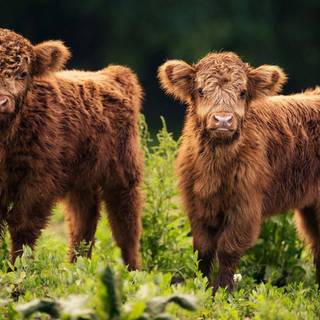 Desktop cow wallpaper