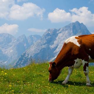 Desktop cow wallpaper