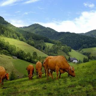 Desktop cow wallpaper
