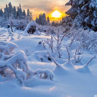 Cold desktop wallpaper