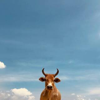 Desktop cow wallpaper