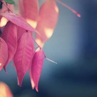 Pink and green desktop wallpaper
