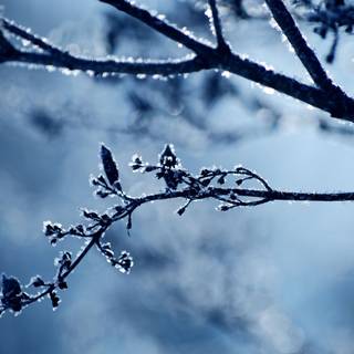 Cold desktop wallpaper