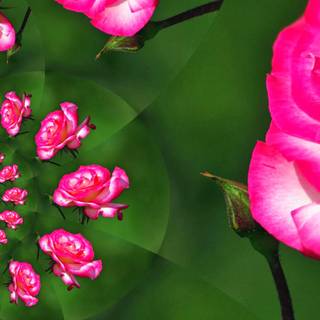 Pink and green desktop wallpaper