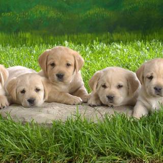 Funny baby animals wallpaper