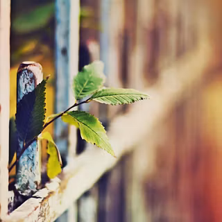 Desktop border wallpaper