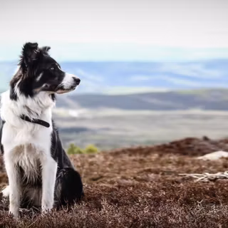 Border Collie wallpaper