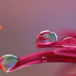 Water drops mobile wallpaper