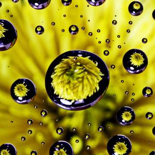 Water drops mobile wallpaper