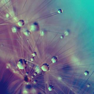 Water drops mobile wallpaper