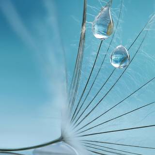 Water drops mobile wallpaper