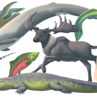 Therizinosauria wallpaper