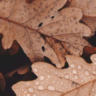 Cozy brown wallpaper