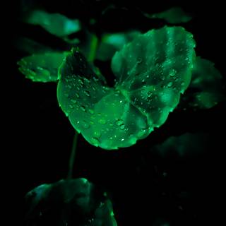 Amoled water drop wallpaper