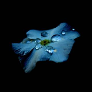 Amoled water drop wallpaper