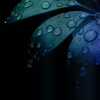 Amoled water drop wallpaper