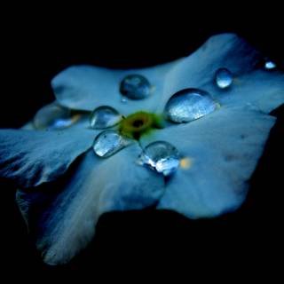 Amoled water drop wallpaper