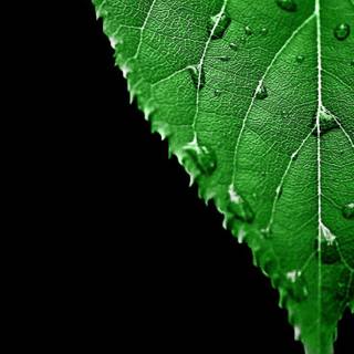 Amoled water drop wallpaper