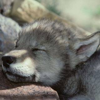Wolf pup wallpaper