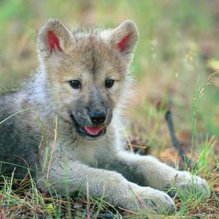 Wolf pup wallpaper