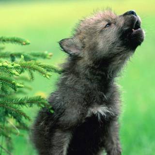 Wolf pup wallpaper