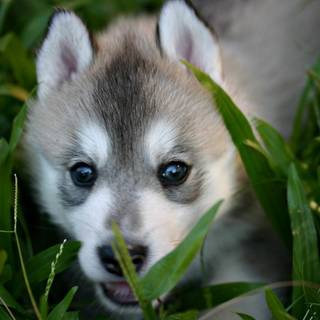 Wolf pup wallpaper