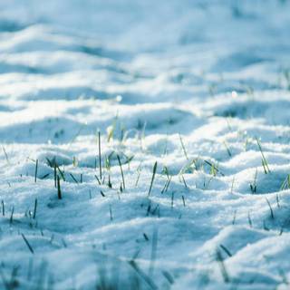 Snow texture wallpaper