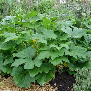 Squash plant wallpaper
