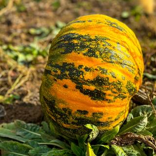 Squash plant wallpaper