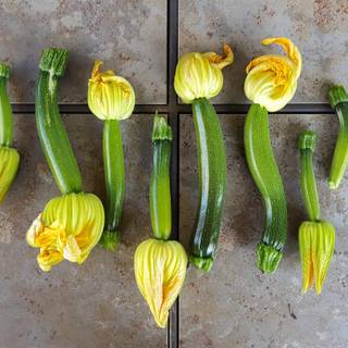 Squash plant wallpaper