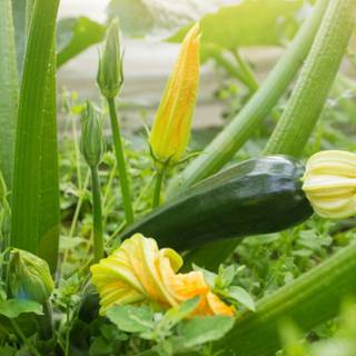 Squash plant wallpaper