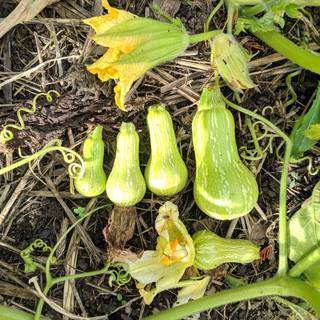 Squash plant wallpaper