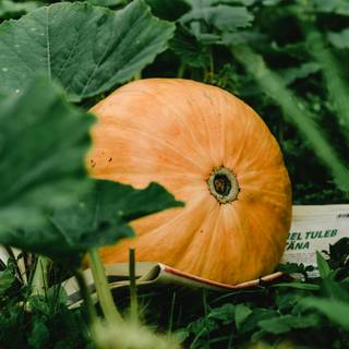 Squash plant wallpaper