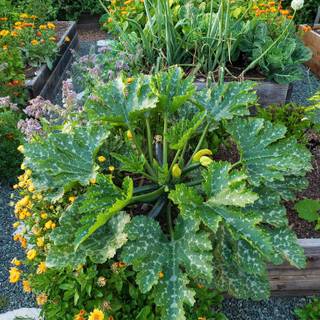 Squash plant wallpaper