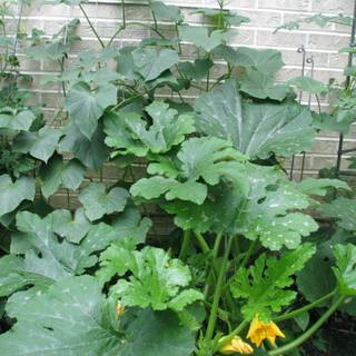 Squash plant wallpaper