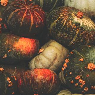 Squash plant wallpaper