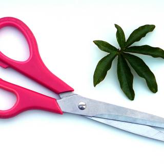 Scissors wallpaper
