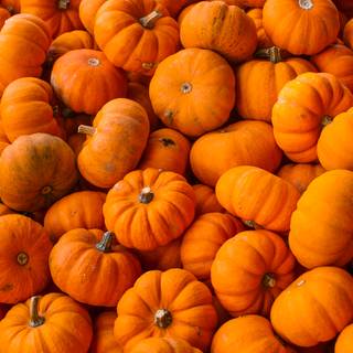 Squash plant wallpaper