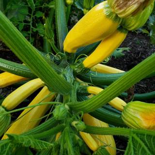 Squash plant wallpaper