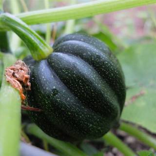 Squash plant wallpaper