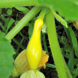 Squash plant wallpaper